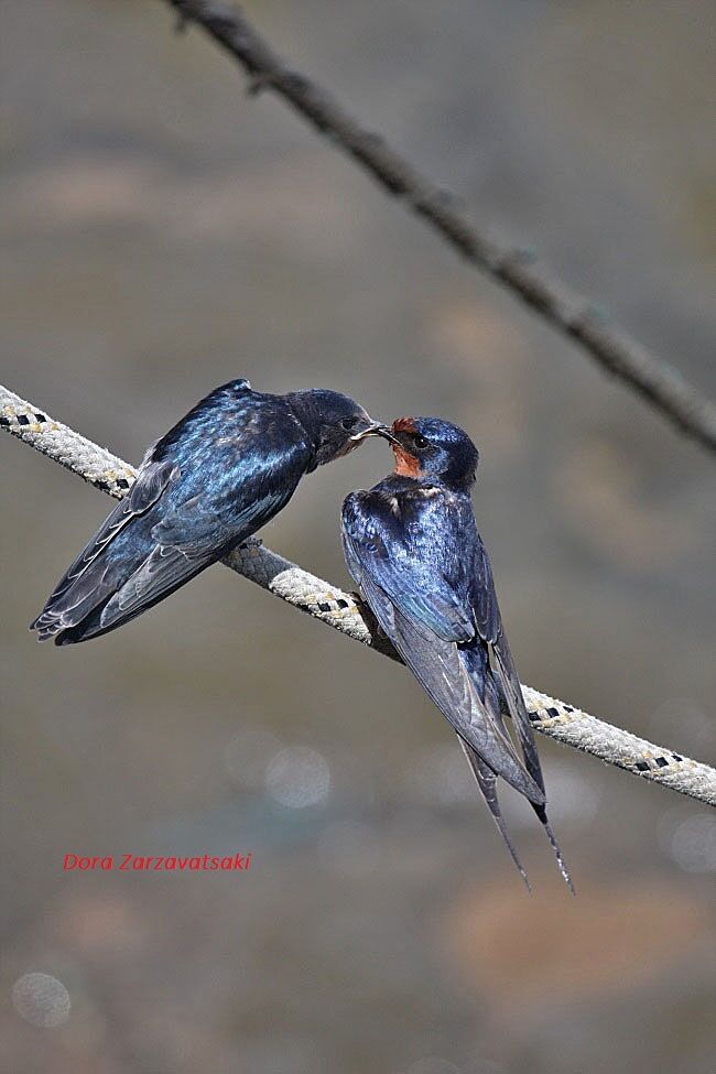 Barn Swallow