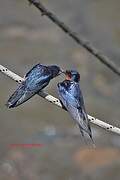 Barn Swallow