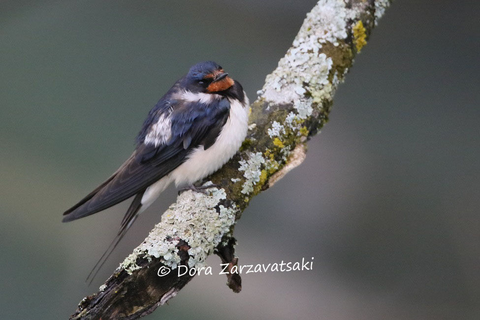 Barn Swallow