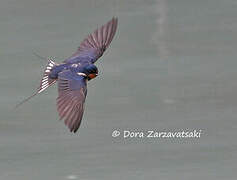 Barn Swallow