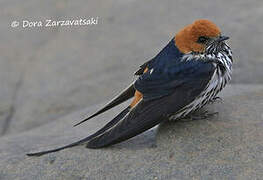 Lesser Striped Swallow