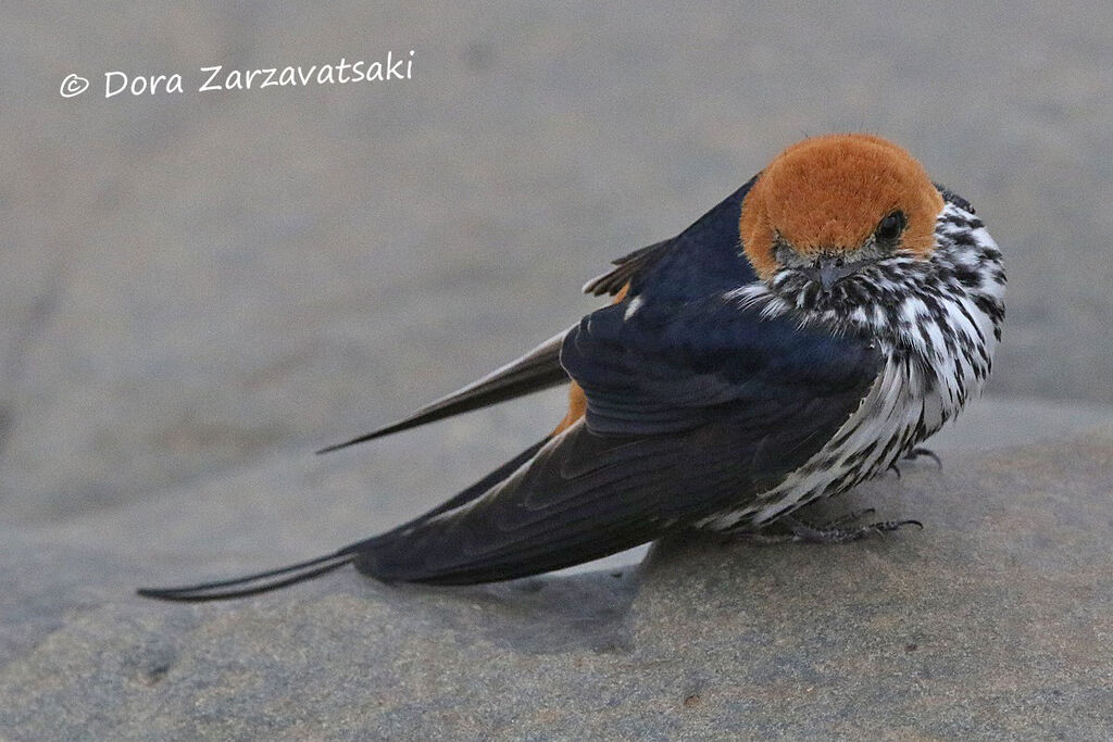 Lesser Striped Swallowadult