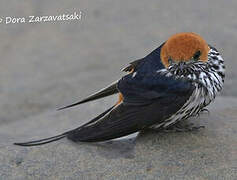 Lesser Striped Swallow