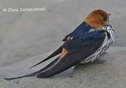 Lesser Striped Swallow