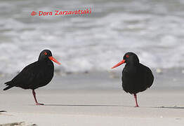 African Oystercatcher