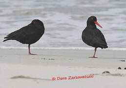 African Oystercatcher