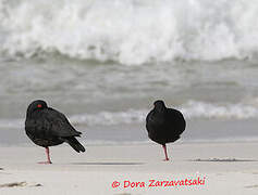 African Oystercatcher