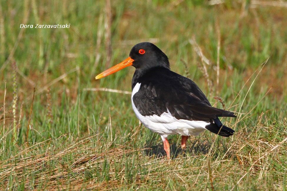 Eurasian Oystercatcher