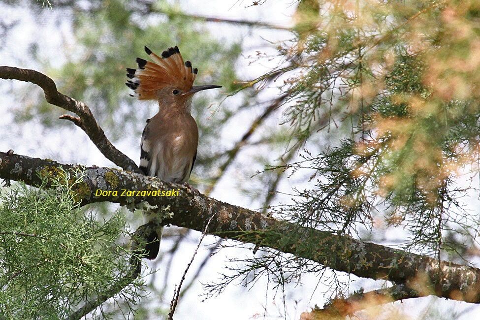 Eurasian Hoopoe