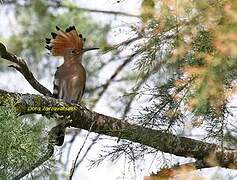 Eurasian Hoopoe