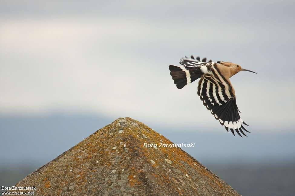 Eurasian Hoopoeadult, Flight