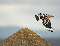 Eurasian Hoopoe