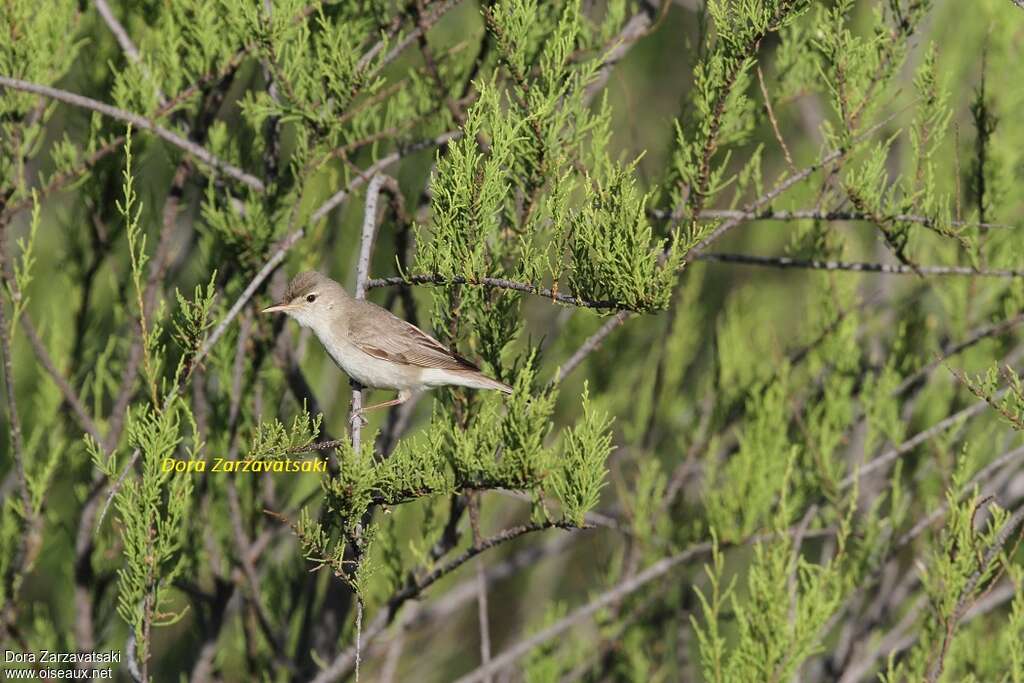 Hypolaïs pâleadulte nuptial, habitat, pigmentation