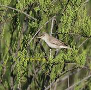 Eastern Olivaceous Warbler