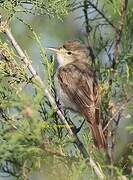 Eastern Olivaceous Warbler