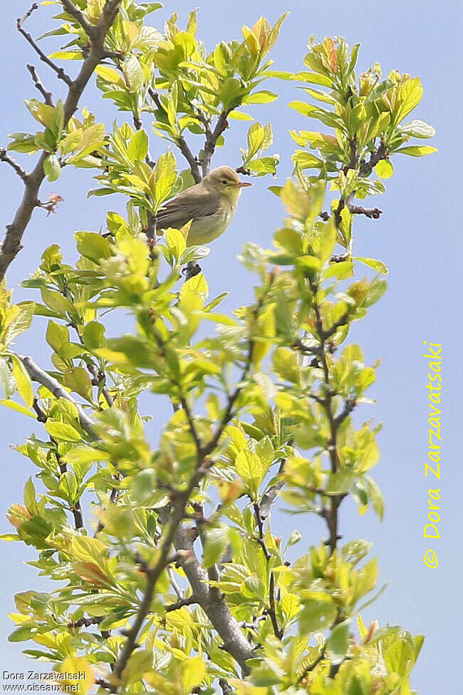 Melodious Warbleradult, habitat