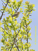 Melodious Warbler