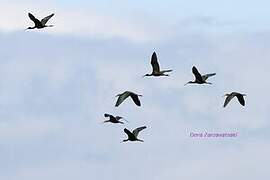 Glossy Ibis