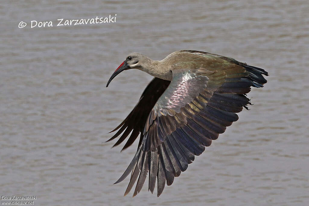 Ibis hagedashadulte, Vol