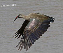 Hadada Ibis