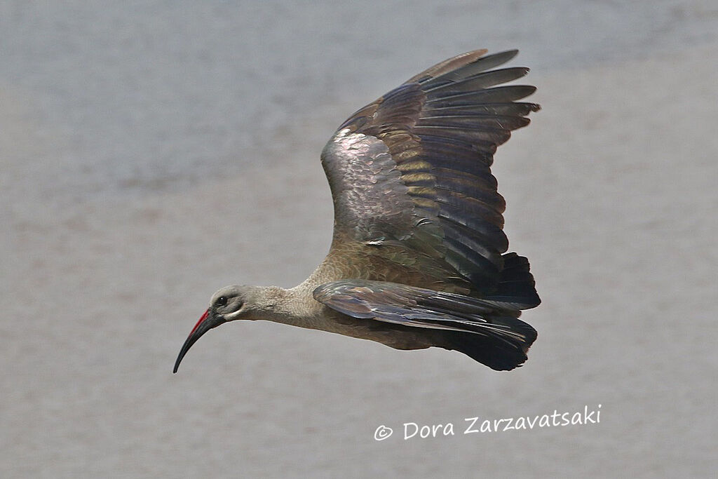 Hadada Ibisadult, Flight