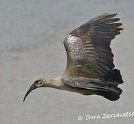 Hadada Ibis