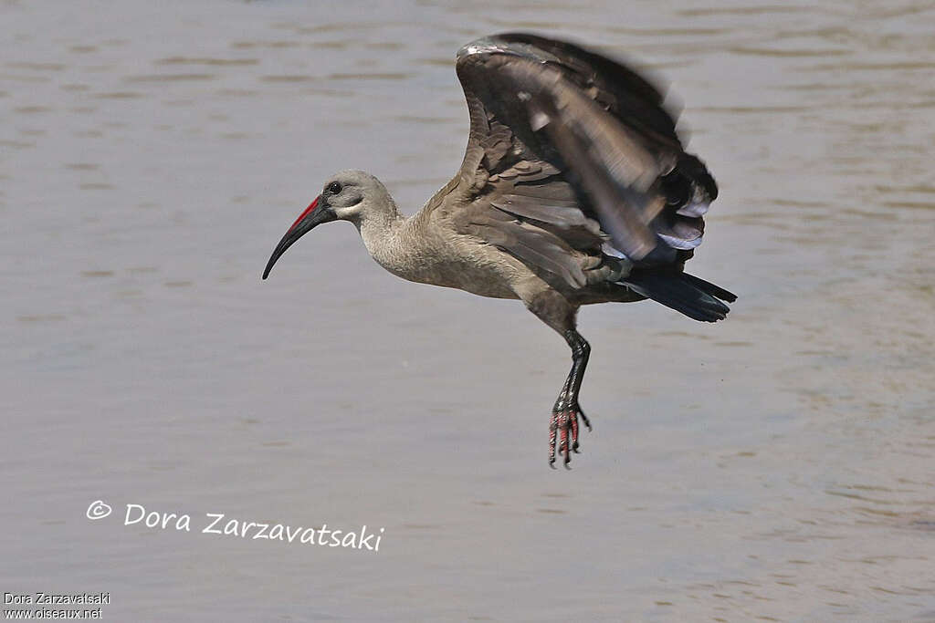 Ibis hagedashadulte, Vol