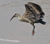 Hadada Ibis