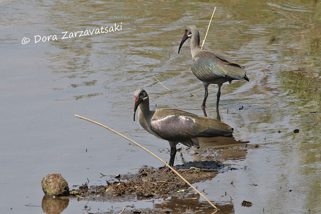 Ibis hagedashadulte