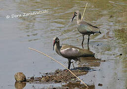 Hadada Ibis