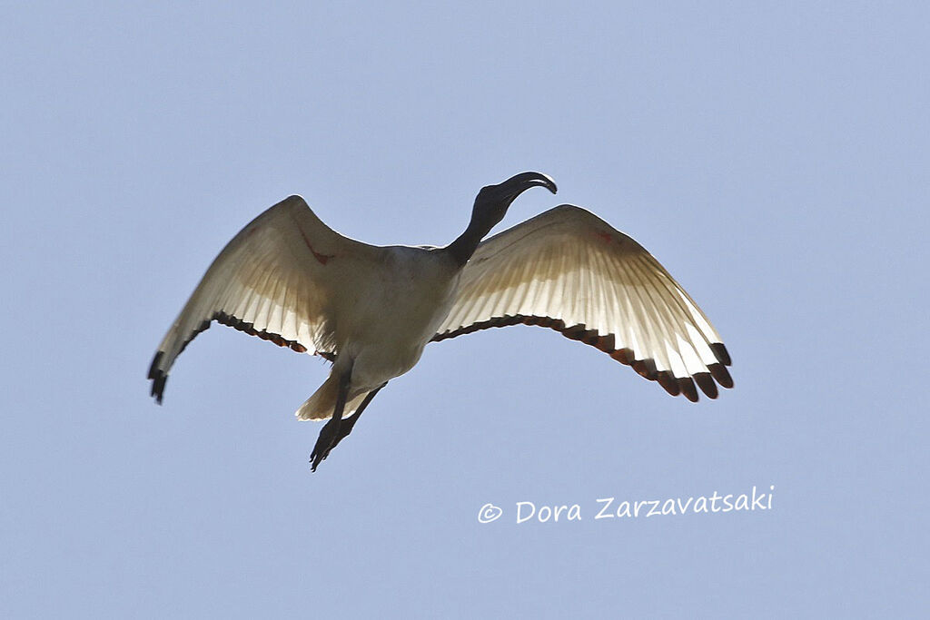 Ibis sacréadulte, Vol