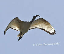 African Sacred Ibis