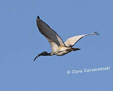 African Sacred Ibis