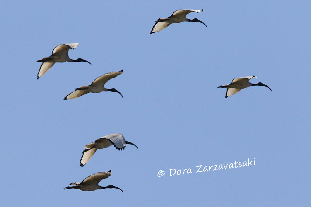 African Sacred Ibis, Flight