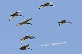 African Sacred Ibis