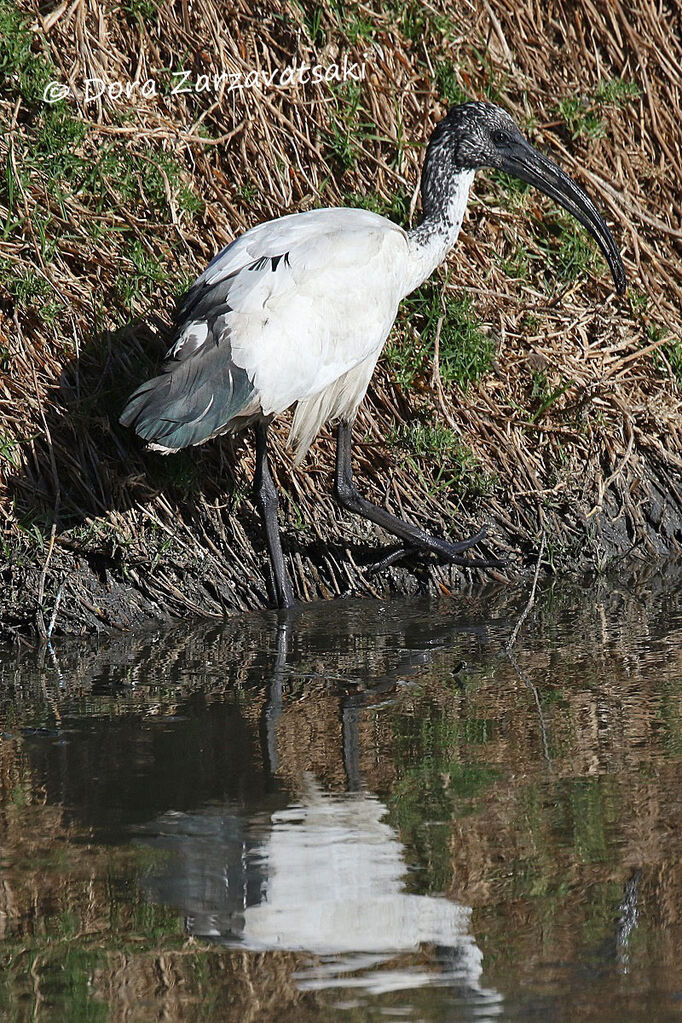 Ibis sacréimmature, marche