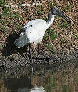 African Sacred Ibis