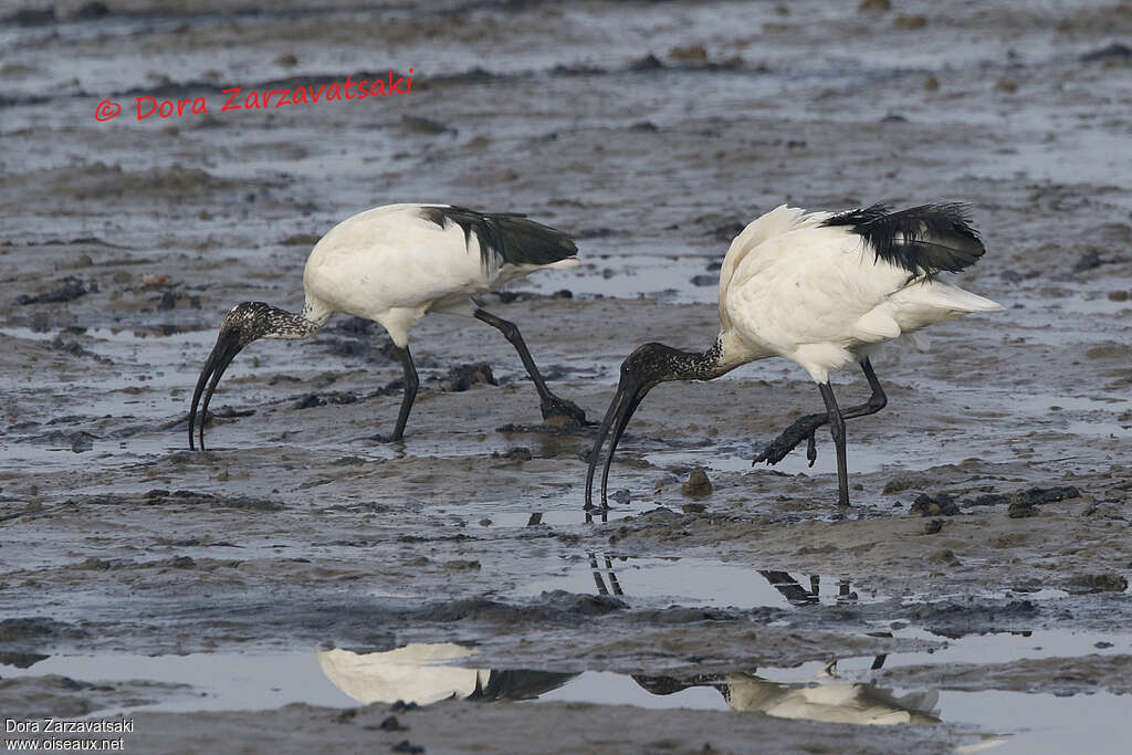 Ibis sacréadulte, pêche/chasse