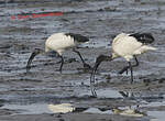 Ibis sacré
