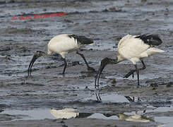 African Sacred Ibis