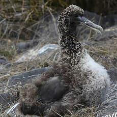 Albatros des Galapagos