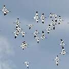 Avocette élégante