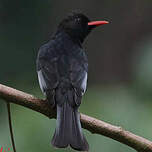 Bulbul noir