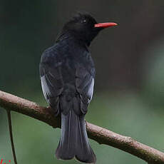 Bulbul noir