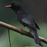 Bulbul noir