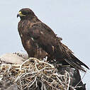 Buse des Galapagos