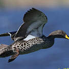Canard à bec jaune