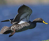 Canard à bec jaune