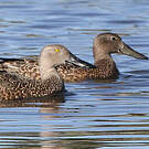 Canard de Smith