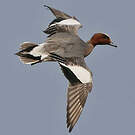 Canard siffleur